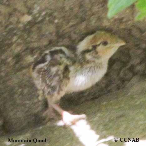 Mountain Quail