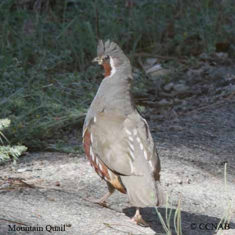 Mountain Quail