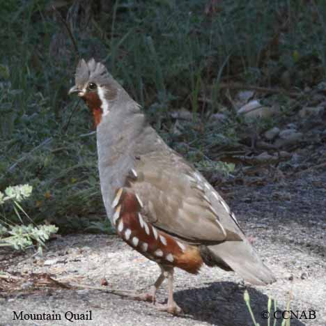 Mountain Quail