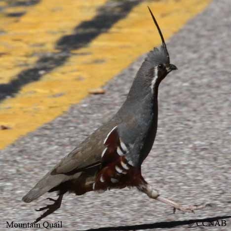 Mountain Quail