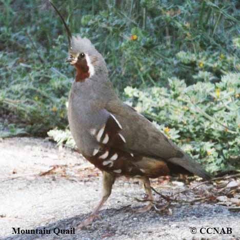 Mountain Quail