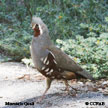 Mountain Quail range map