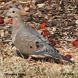 Mourning Dove songs and calls