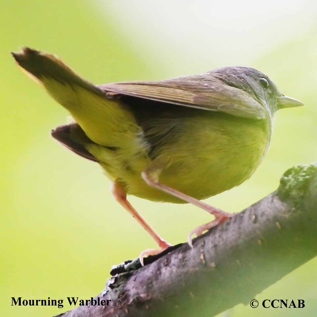 Mourning Warbler