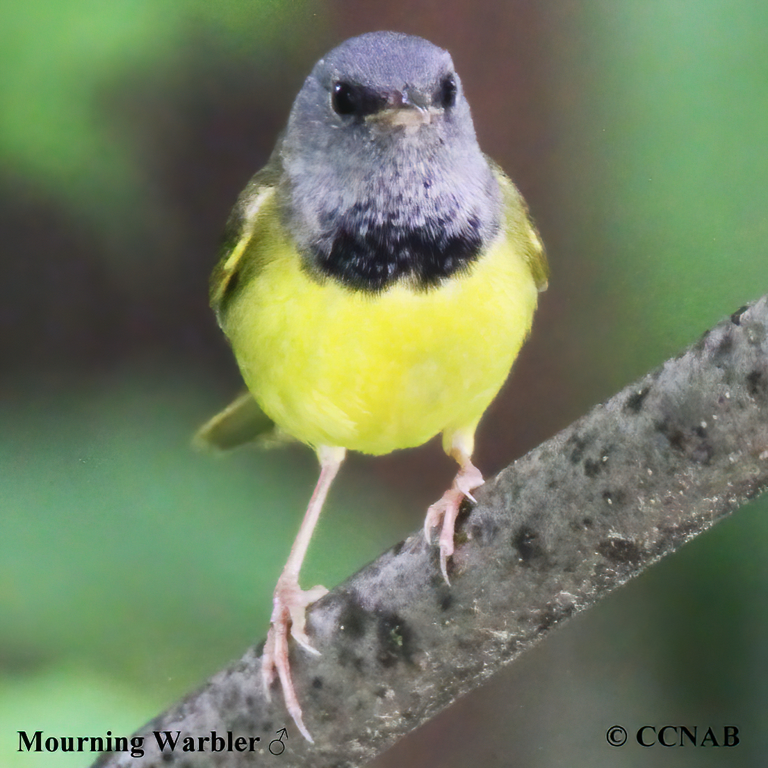 Mourning Warbler