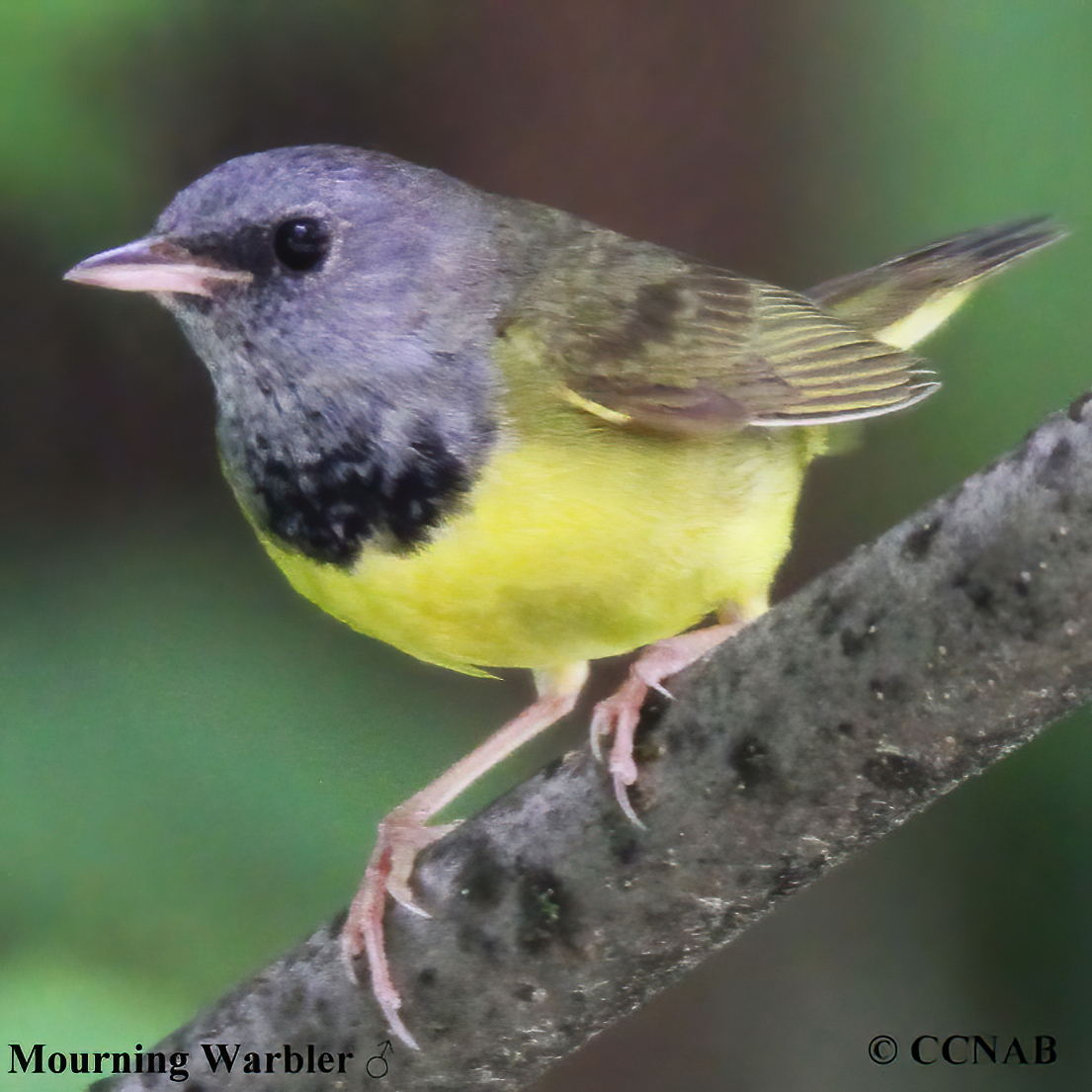 Mourning Warbler