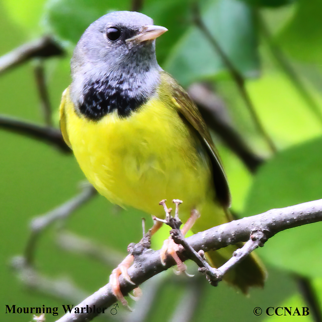 Mourning Warbler