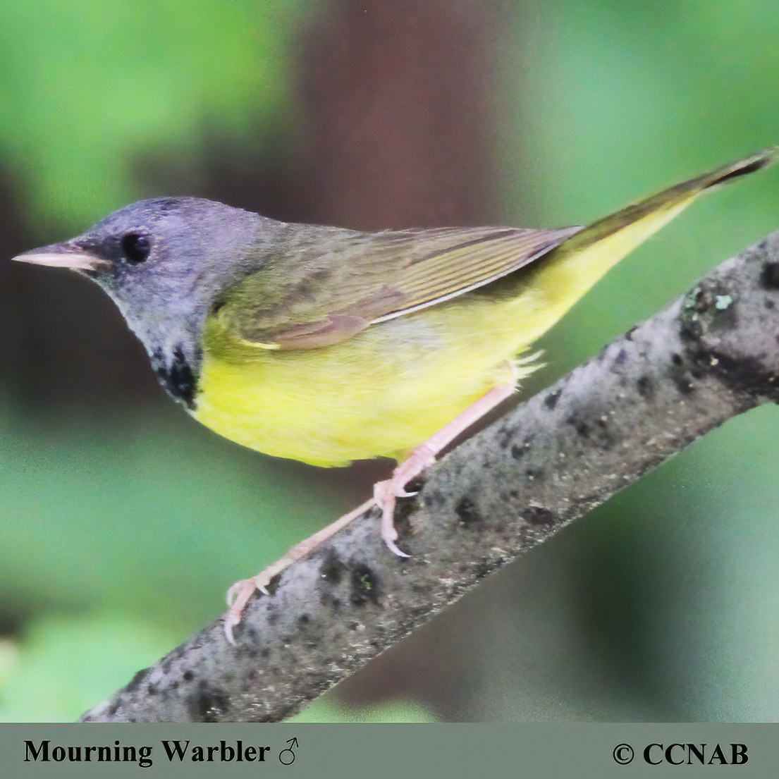 Mourning Warbler