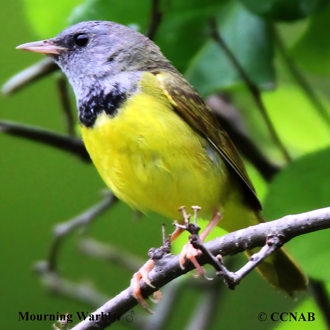 Mourning Warbler