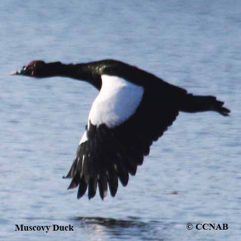 Muscovy Duck