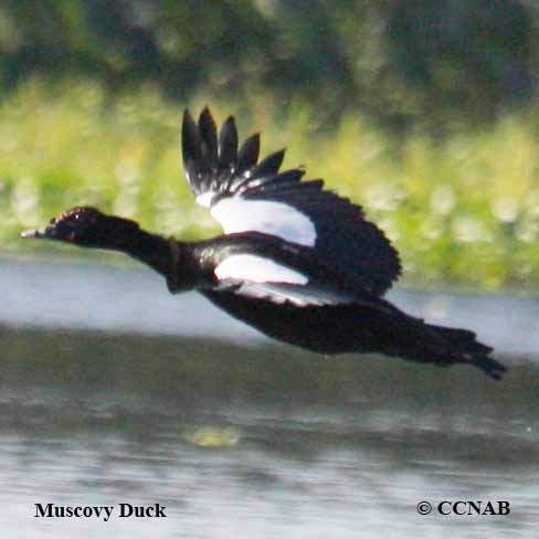 Muscovy Duck