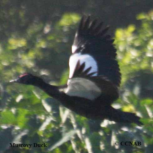 Muscovy Duck