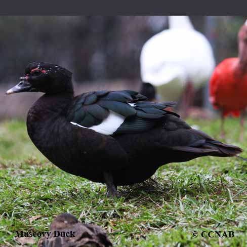 Muscovy Duck