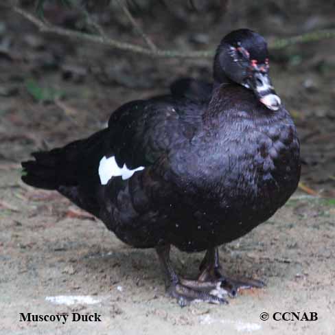 Muscovy Duck