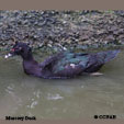 Muscovy Duck range map