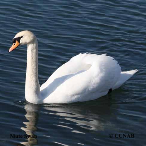 Mute Swan