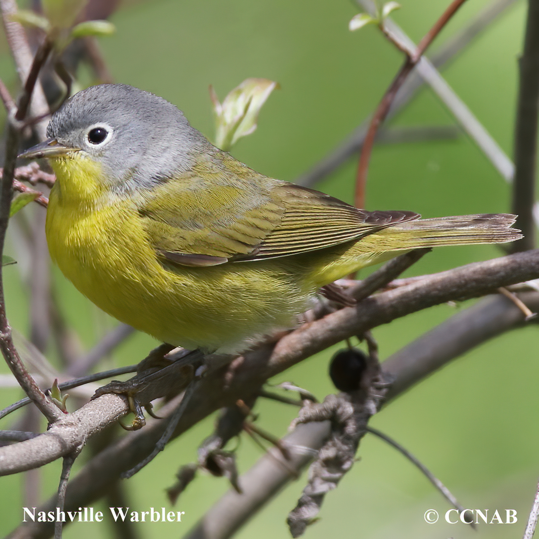 Nashville Warbler