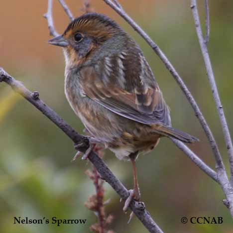 Nelson's Sparrow