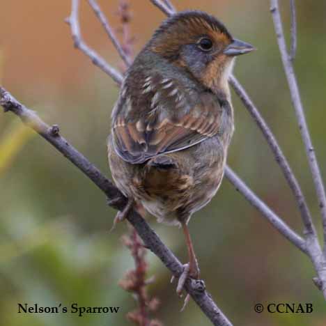 Nelson's Sparrow