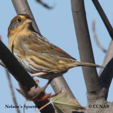 Nelson's Sparrow