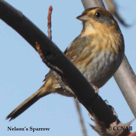 Nelson's Sparrow