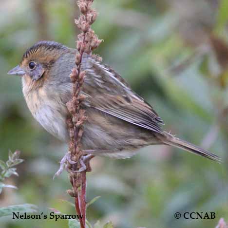Nelson's Sparrow