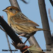 Nelson's Sparrow