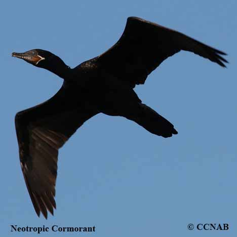 Neotropic Cormorant