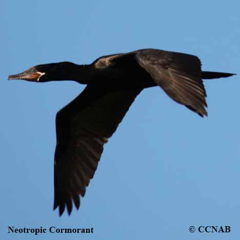 Neotropic Cormorant