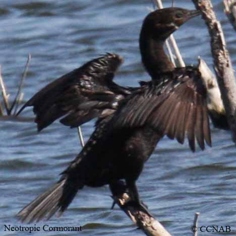 Neotropic Cormorant