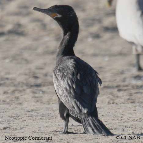 Neotropic Cormorant