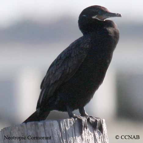 Birds of North America