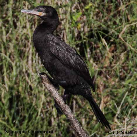 Neotropic Cormorant