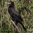 Neotropic Cormorant songs and calls