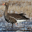 North American Geese