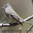 Tyrannulet