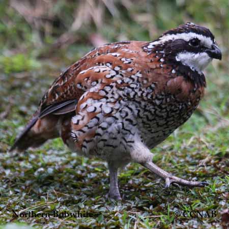 Northern Bobwhite