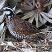 Northern Bobwhite range map