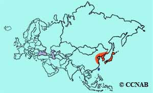 Northern Boobook range map