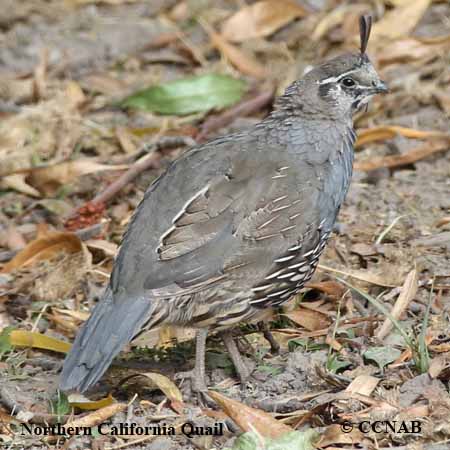 Northern California Quail