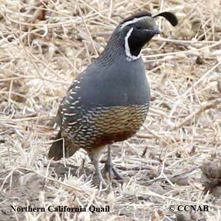 Northern California Quail