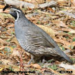 Northern California Quail