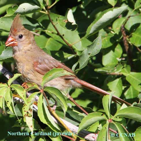 Birds of North America