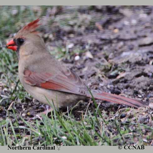 Birds of North America