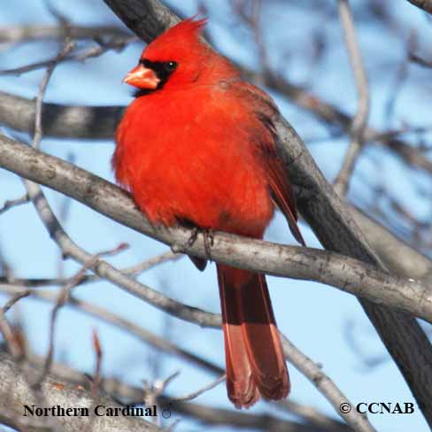 Birds of North America