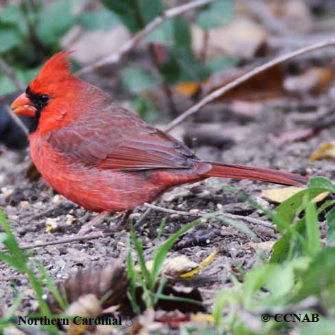 Birds of North America