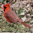 Northern Cardinal songs and calls