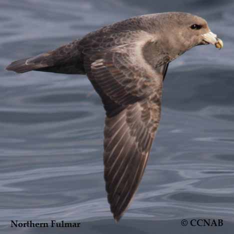 Northern Fulmar