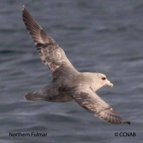 Northern Fulmar