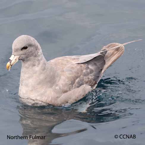 Northern Fulmar